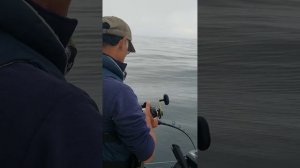 Daiwa Tanacom 500's for deep water rockcod, 7/23/2020