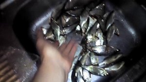 СУББОТНИЙ УЛОВ ИТОГ