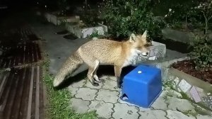 !!! Уникальные кадры успешной лисьей охоты!!!