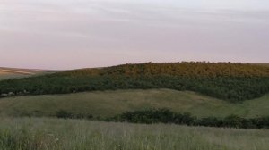 Как укомплектовать ловушку для пчел. Ловля бродячих роев