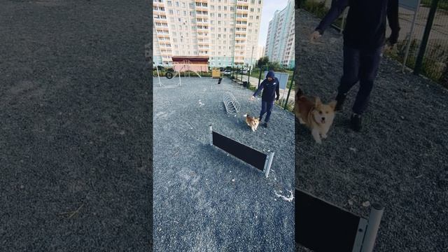 Дрессировка#тунель #барьер #дрессировка #корги #щенок #corgi #puppy #марти #трена