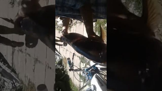 поймали рыбу в огороде