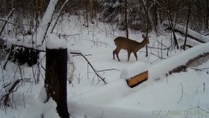 косули на солонце