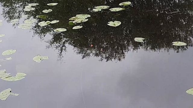 Ловля Линя На Поплавок, СТАВ ЛАЙК 👍 #рекомендации #fishing #рыбалка #shortvideo #shortstiktok