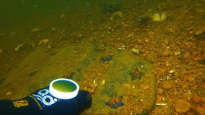 Дайвинг , о. Русский, бухта Филипповского, поиск потерянного золотого кольца