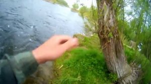 Тестируем по голавлю воблер Strike Pro Cranky 40 F