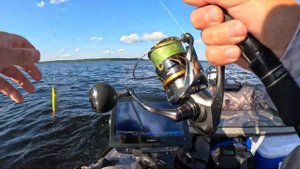 Судачок на пятачок, а лучше дайте два. Пелагический судак в паноптикс.