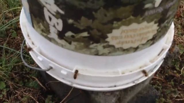 Bucket type bee feeder смотреть онлайн