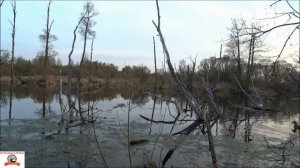duck hunting.  охота на уток с подсадной .