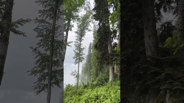 Реликтовый лес, Красная Поляна