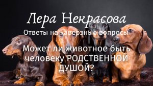 Может ли животное быть человеку родственной душой?