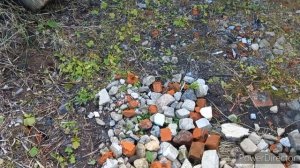 Грибное Ассорти Почему я так Сделала??? Все хватит НАДОЕЛО/ Проверка Сказочного Леса после Дождя☔️