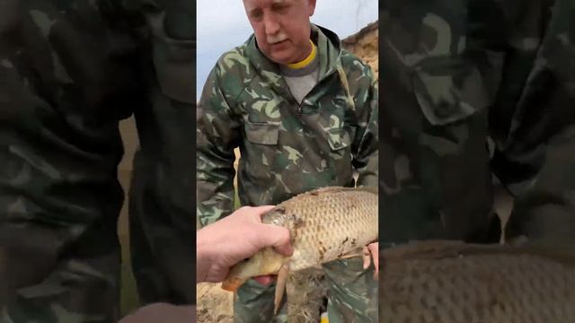 Чуть не упустил сазана! Рыбалка Биробиджан ЕАО / 10.05.2024 #рыбалка #fishing #рыбак #сазан смотреть онлайн