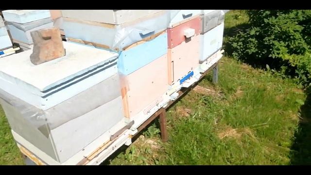 Подсадка плодных маток и прием. Прием маток в нуклесах.