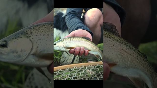 More trouts means more smiles смотреть онлайн