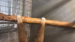 Monkey Spinning on Branch