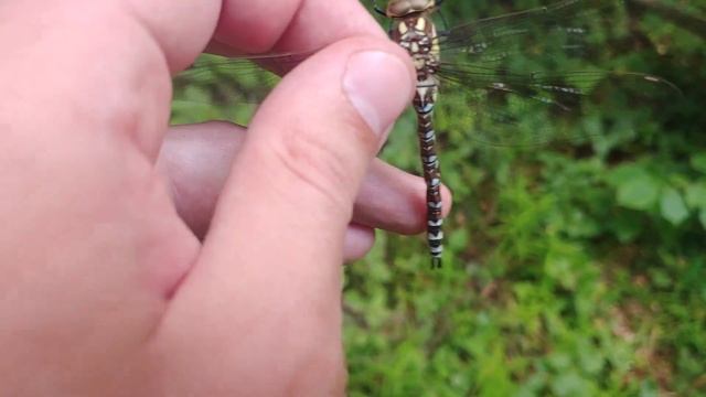 Поймал необычную Стрекозу Коромыслу - Самку смотреть онлайн