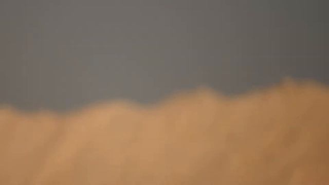 Birds of Saudi Arabia: Steppe Eagle in Riyadh, Saudi Arabia смотреть онлайн