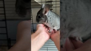 как приручить шиншиллу к рукам?