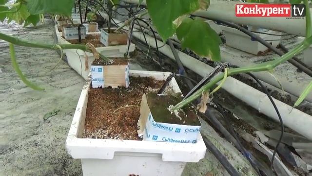 Възродиха оранжерията в Зверино смотреть онлайн