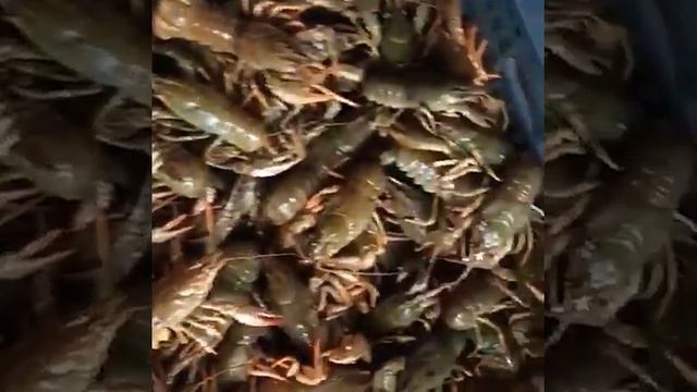 Живые раки смотреть онлайн