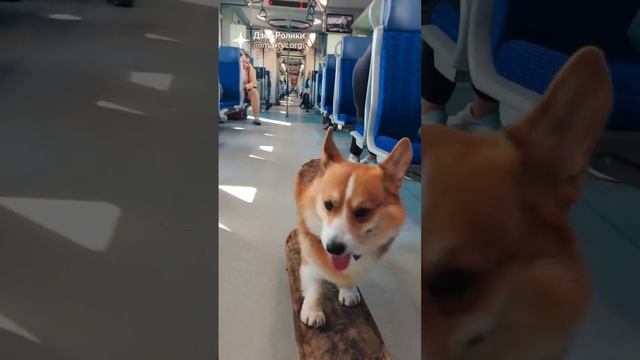 Корги в поезде катается на скейте #коржмарти #корги #собака #животные #скейтбординг #corgi #dog