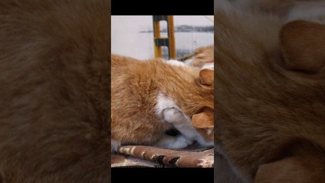 Котики Малыши! Пуханчик и компания