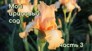 МОЙ ИРИСОВЫЙ САД (часть 3)