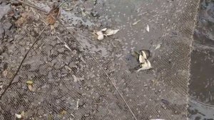 Поймали 1000 карасиков для зимней рыбалки на Жерлицах. Заготовка МАЛЬКА!!!