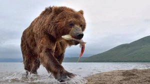 Камчатский медведь: Они живут в изобилии пищи, потому стали крупнее, активнее и даже добрее