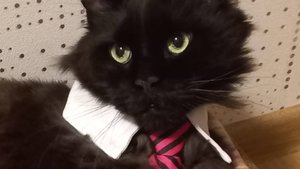 кошка играет!