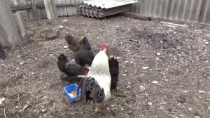 Петушок погромче пой. Три яйца в день. Природа видео