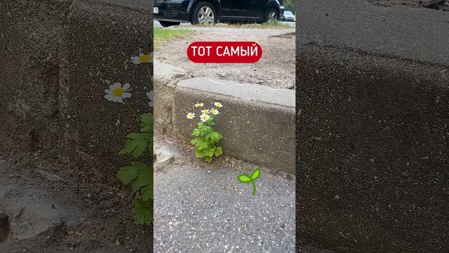 Очередная водица?