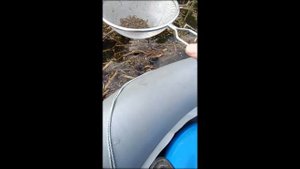 ЗАРЫБЛЕНИЕ ПРУДА ЩУКОЙ