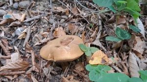 Грибалка😁

🍄 грибов -0 штук;
📸 фотографий - 100500 штук🙈😁😁😁