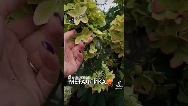 Гортензия МЕТАЛЛИКА НОВИНКА 2023г смотреть онлайн