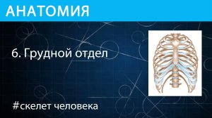 Анатомия: грудь или грудной отдел скелета человека