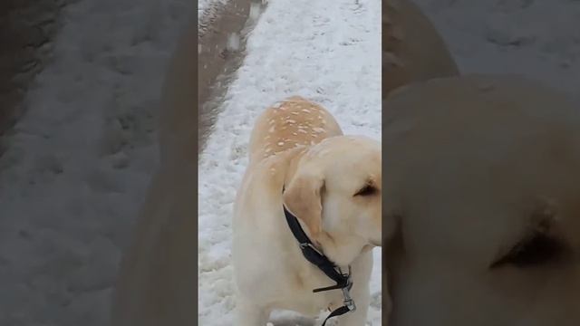 С Мартюшкой   на прогулке 16.03.23 Весна отменяется ,опять пришла зима