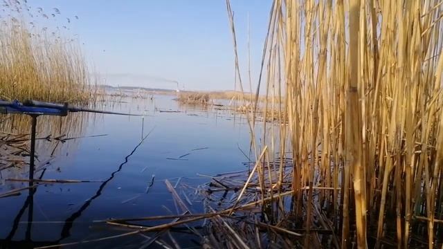 ЛОВЛЯ карася на ПОПЛАВОК в ЗАБРОДАХ ранньою весной.Рибалка на поплавок#рибалкавукраїні #поплавок