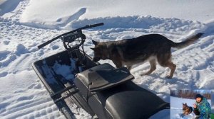 В ОЧЕНЬ глубокий снег на мотобуксировщика. Как Заводиться Мотобуксировщик В -30 Градусный Мороз