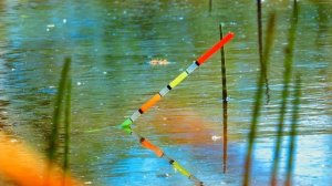 Главная ошибка рыбалки на Карпа на платном водоеме!