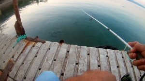 İspendek Avı | Seabass Fishing | Duo Poco Poco | Duo Realis Pencil 85