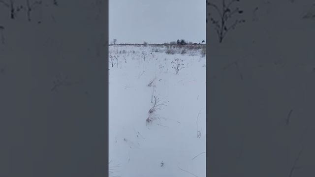 Сова в поле смотреть онлайн