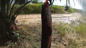Setup Daiwa Tatula XT dan Tatula HL 200 | Targetnya Hanya Haruan Saiz Mega2 | Sabah