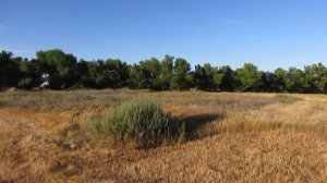 Исчезнувшая деревня Александровка, Дергачевский район.