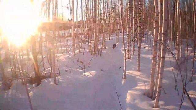 Судак зимой