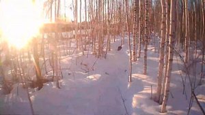 Судак зимой