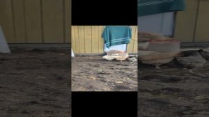 Чем выгодней заниматься, гусями, курами бройлерами или на яйца, индюками?  🤔