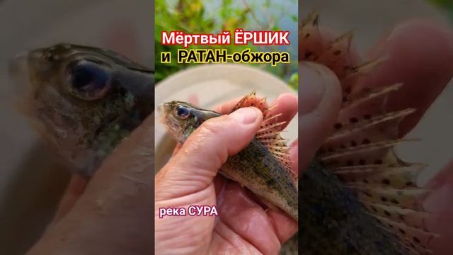 Мёртвый ЁРШИК и РАТАН-Обжора🔥 #ёрш #ратан #сура #рыбалка