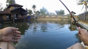 TEGEK GOTURE RED-FOX 3M